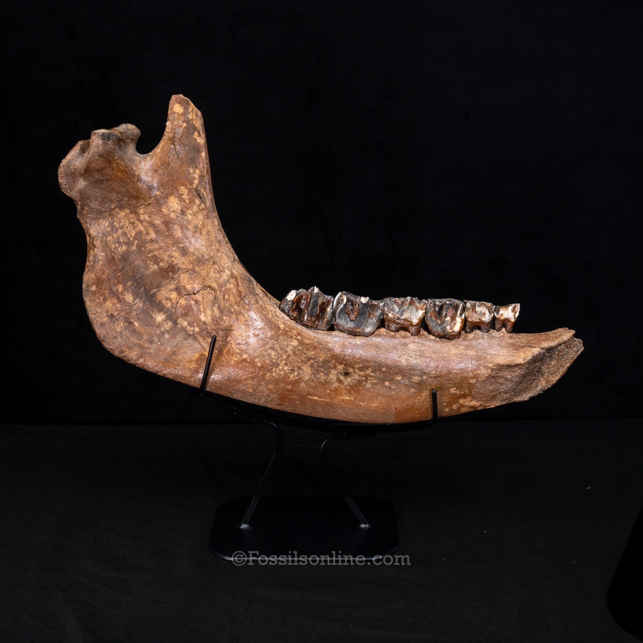 Pristine Woolly Rhino Jaw