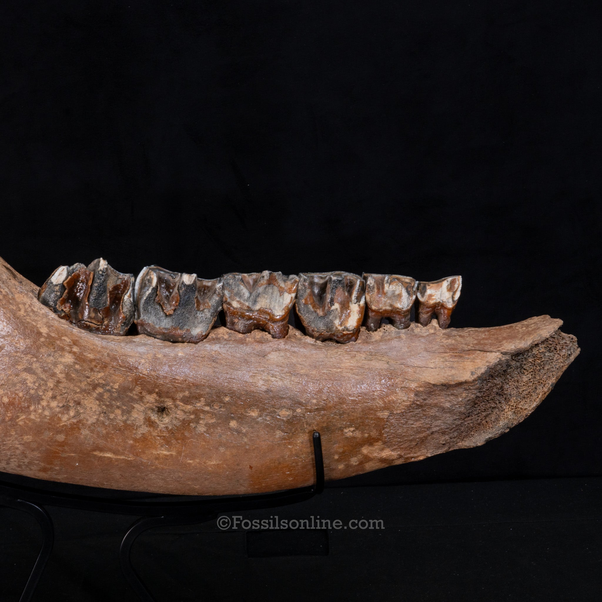 Pristine Woolly Rhino Jaw