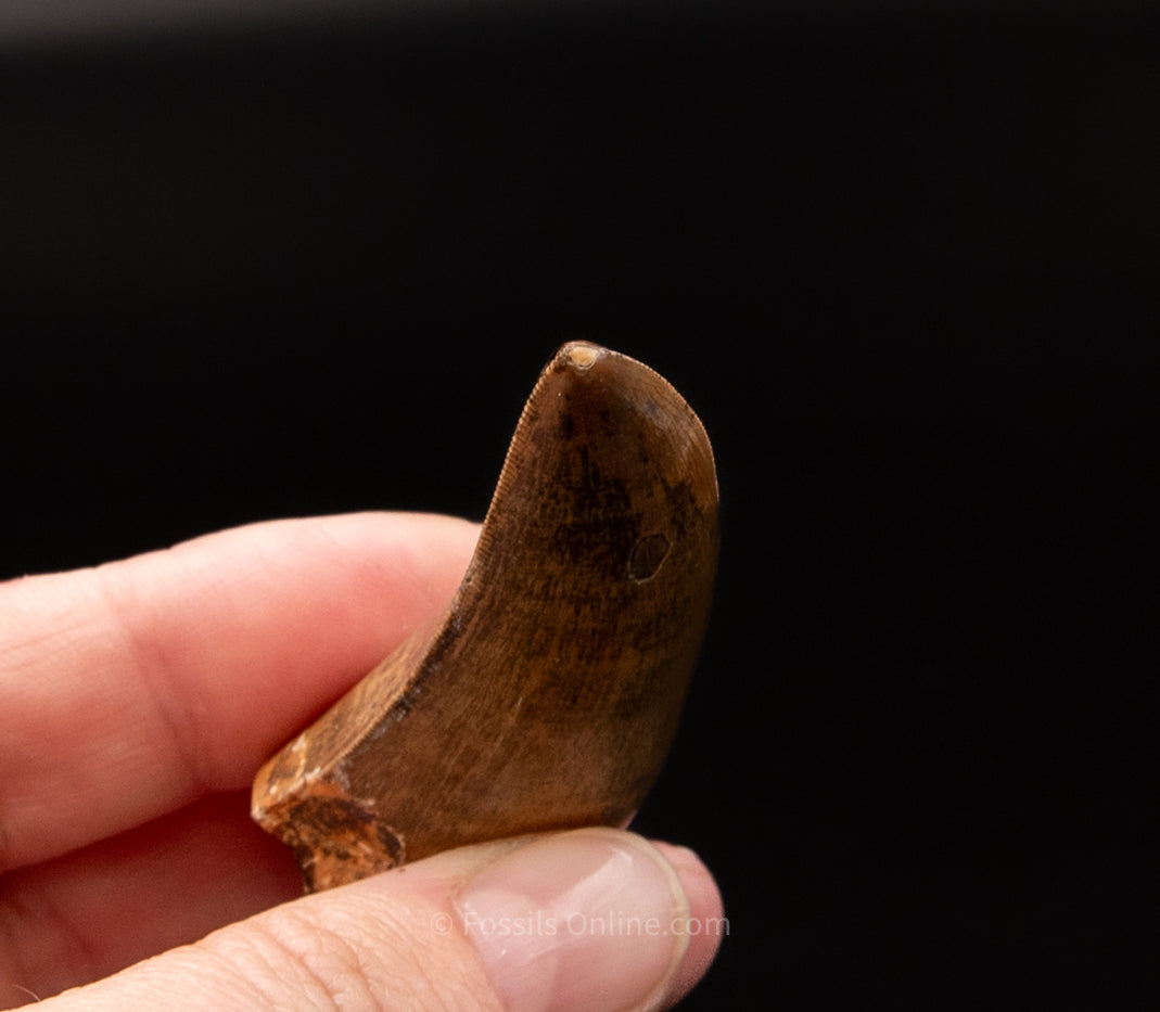 Judith River Genuine Serrated Tyrannosaurid Tooth 2.04"