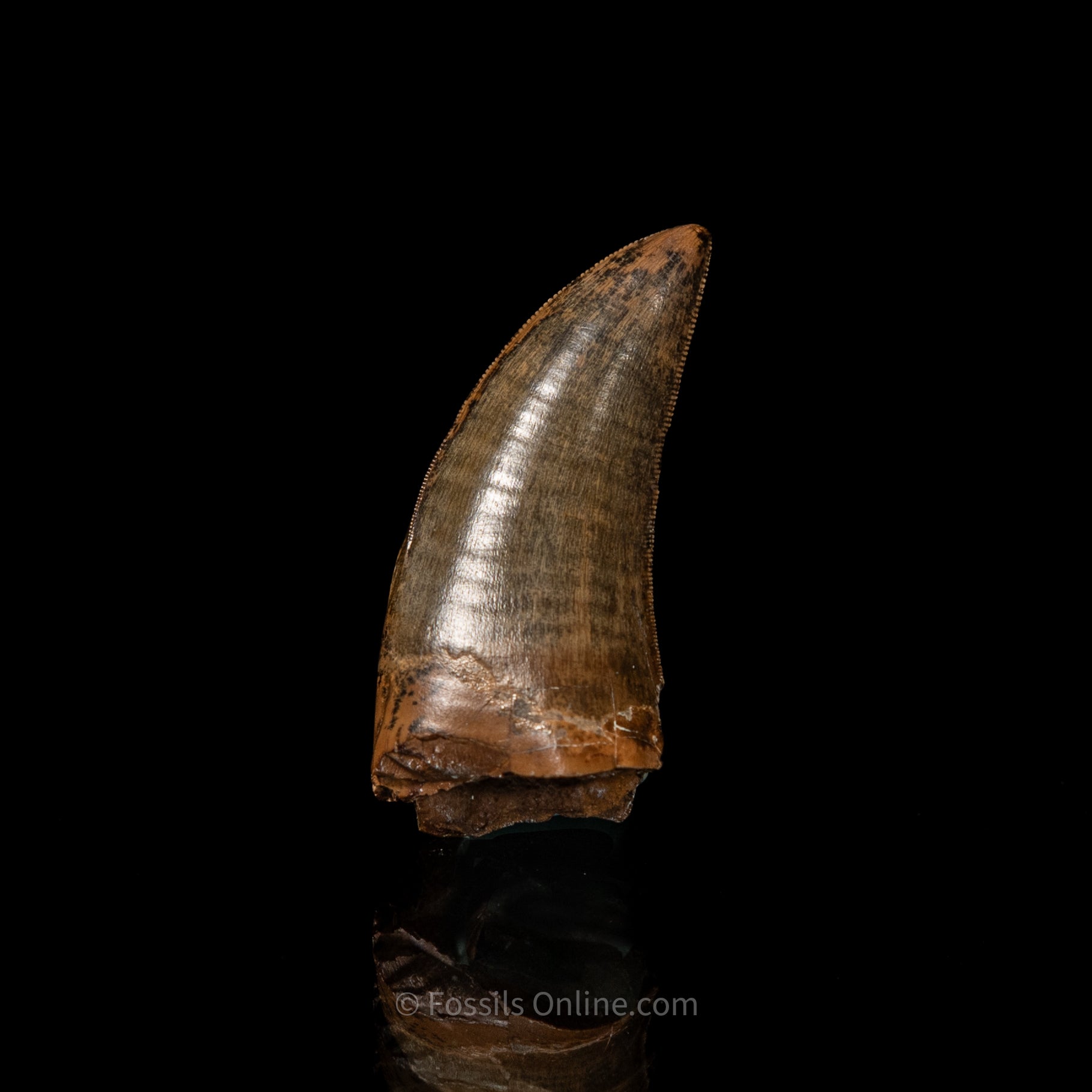 Judith River Genuine Serrated Tyrannosaurid Tooth 2.04"