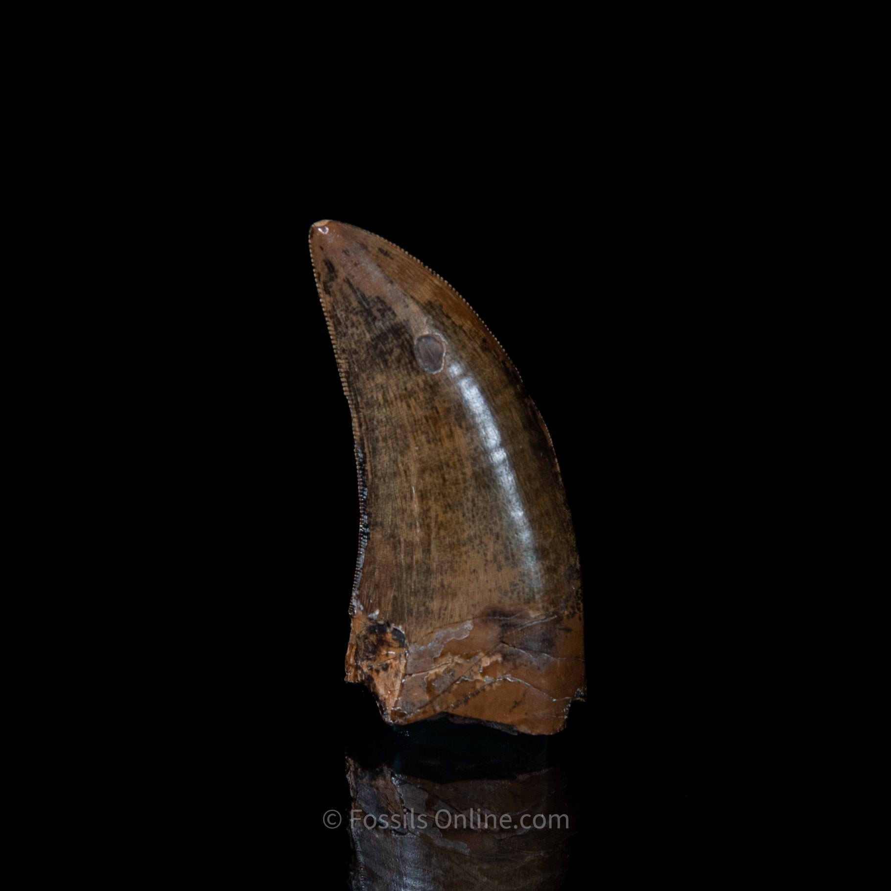 Judith River Genuine Serrated Tyrannosaurid Tooth 2.04"
