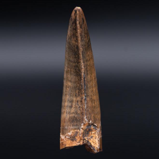 Judith River Genuine Serrated Tyrannosaurid Tooth 2.04"