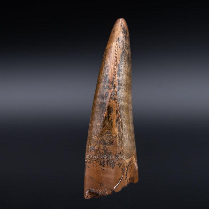 Judith River Genuine Serrated Tyrannosaurid Tooth 2.04"