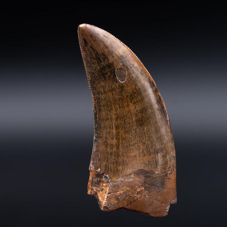 Judith River Genuine Serrated Tyrannosaurid Tooth 2.04"