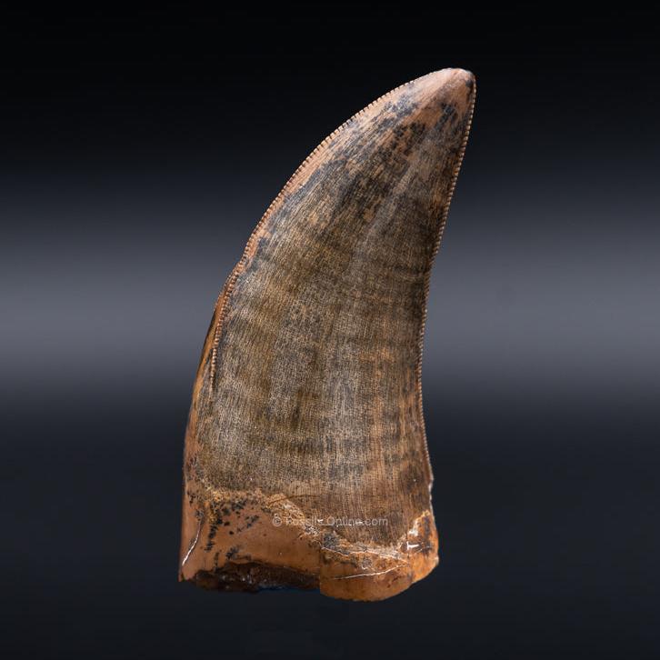 Judith River Genuine Serrated Tyrannosaurid Tooth 2.04"