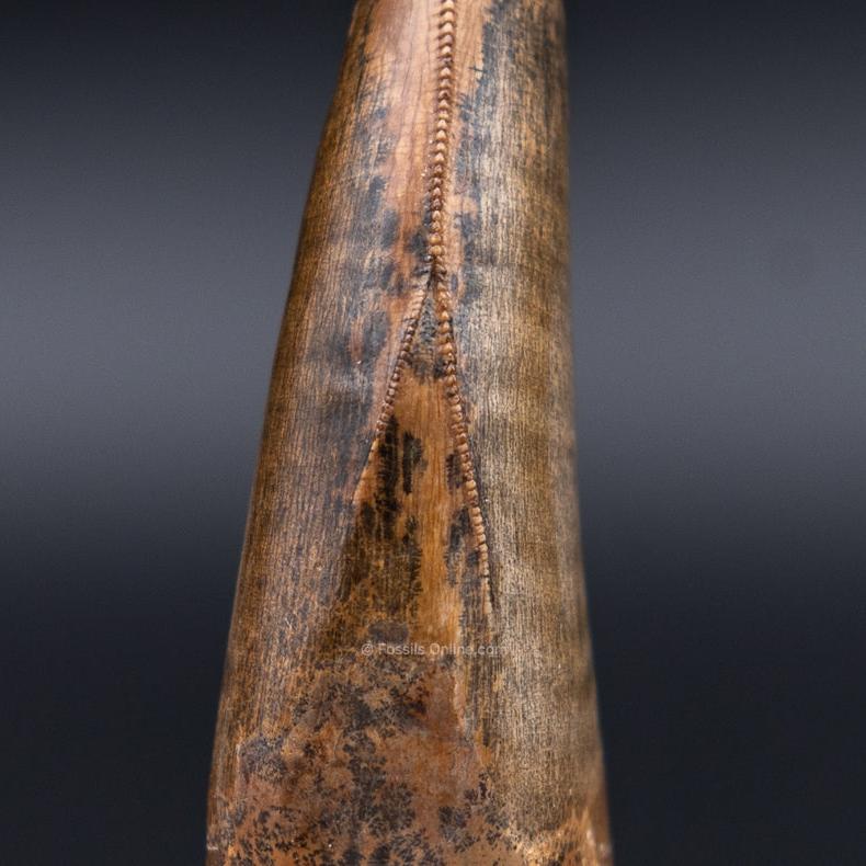 Judith River Genuine Serrated Tyrannosaurid Tooth 2.04"