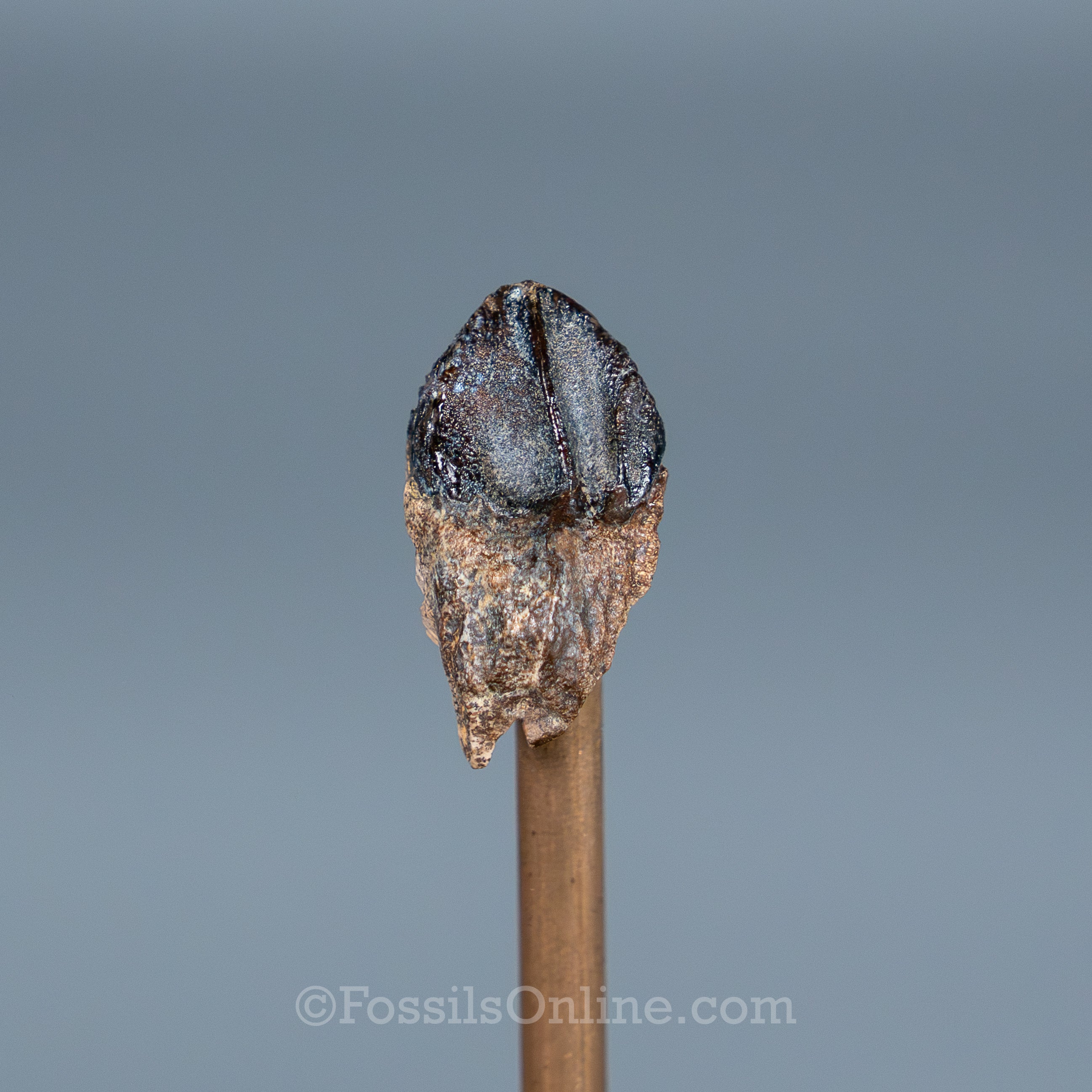 Rooted Triceratops Tooth