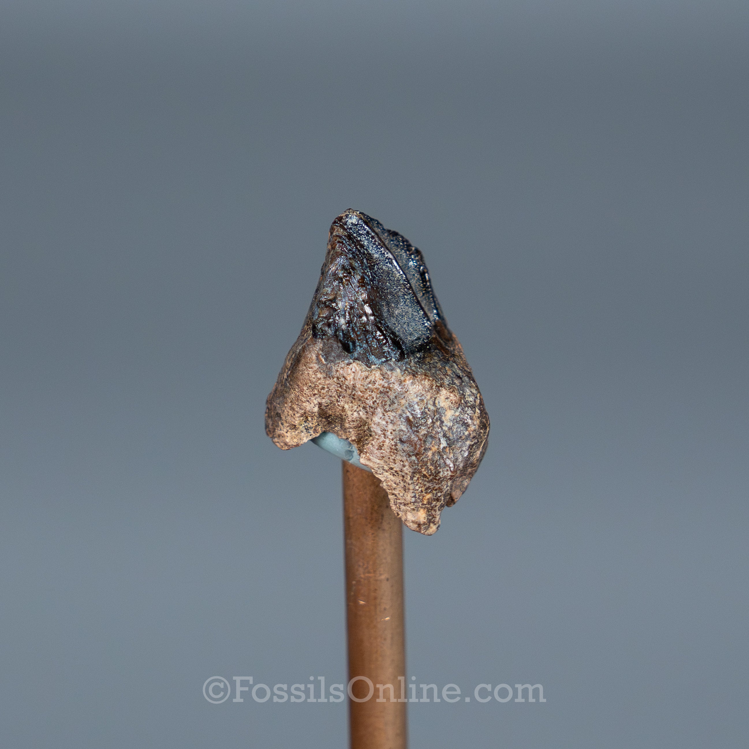 Rooted Triceratops Tooth
