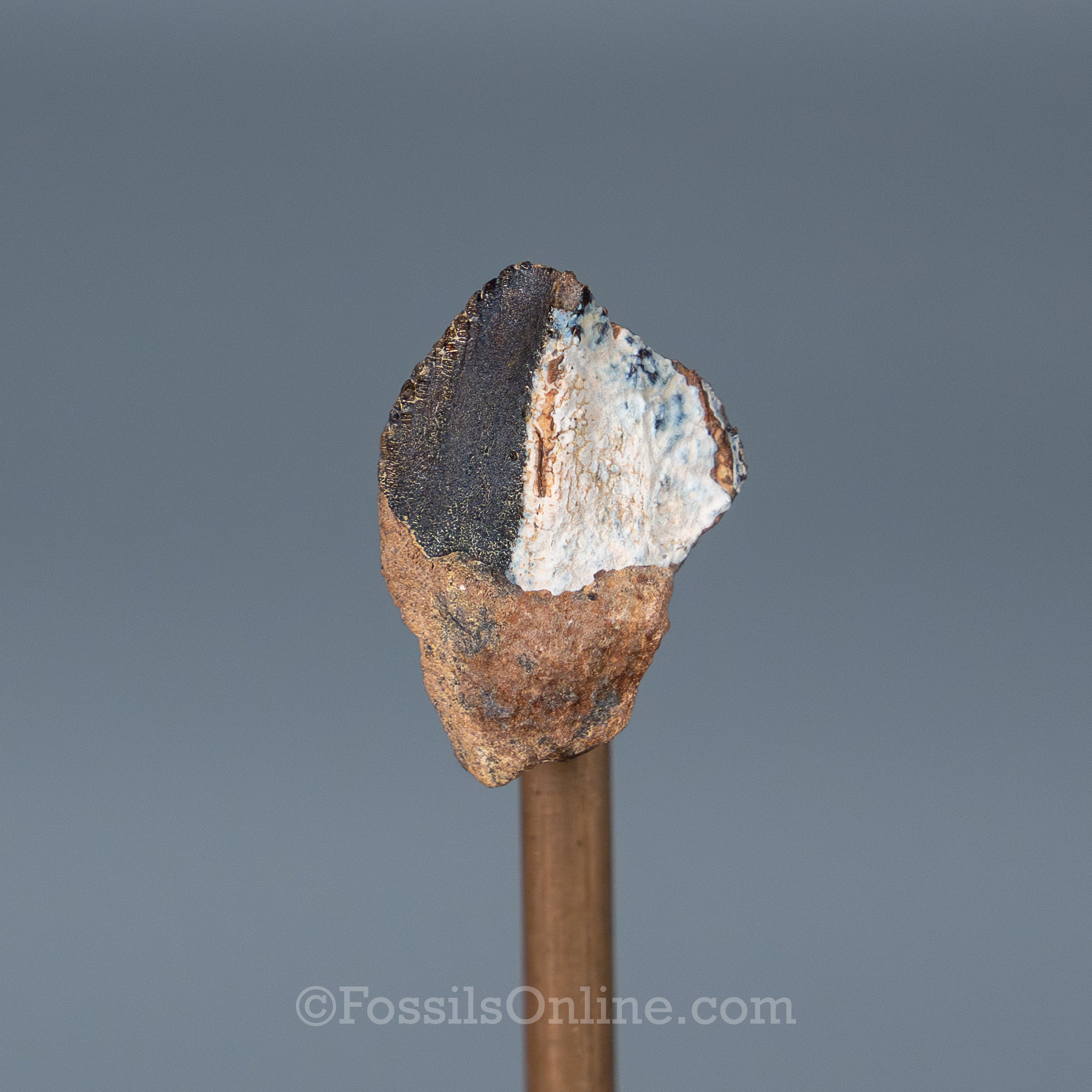 Triceratops Tooth