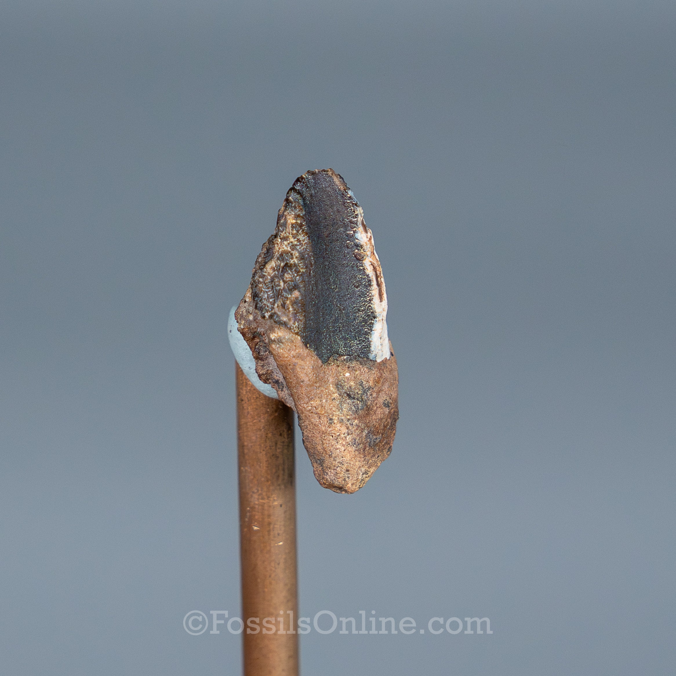 Triceratops Tooth