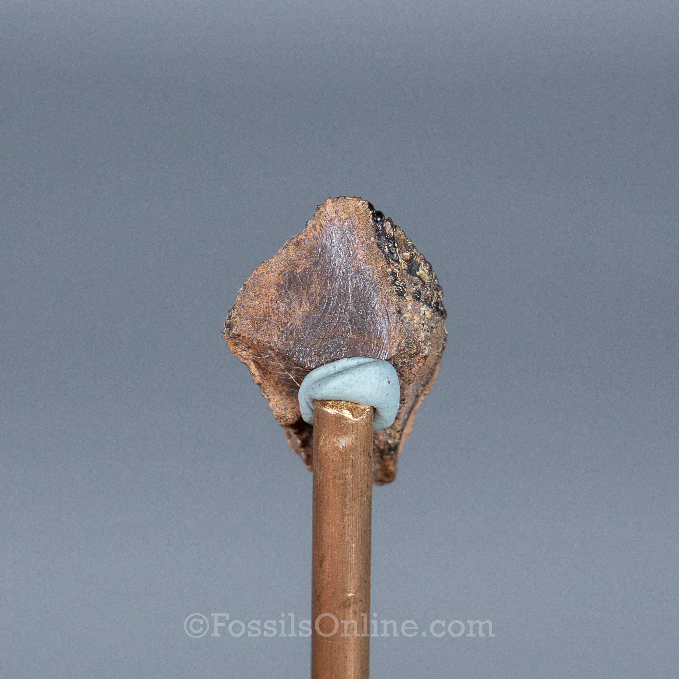 Triceratops Tooth