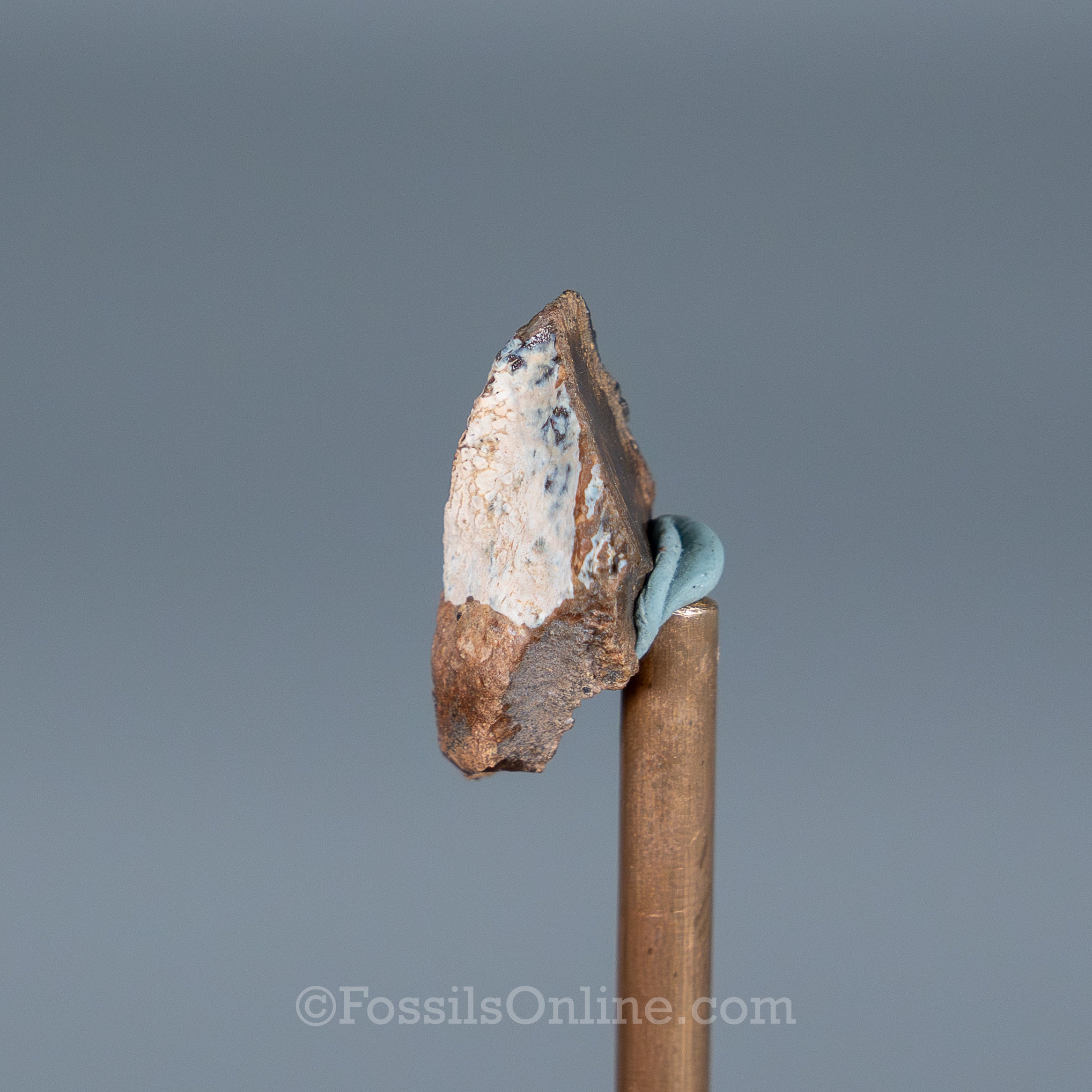 Triceratops Tooth
