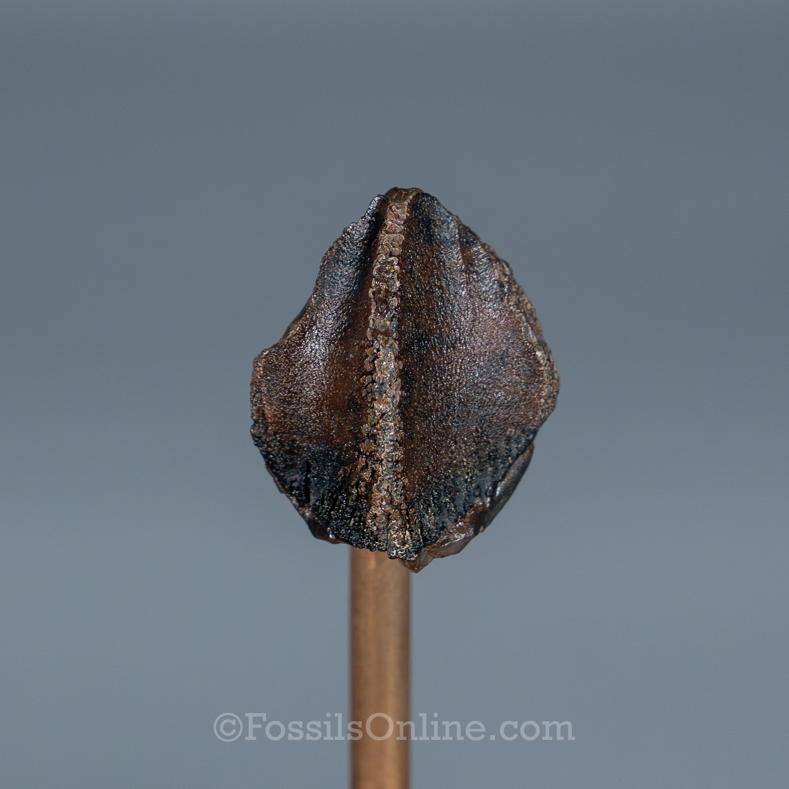 Triceratops Tooth
