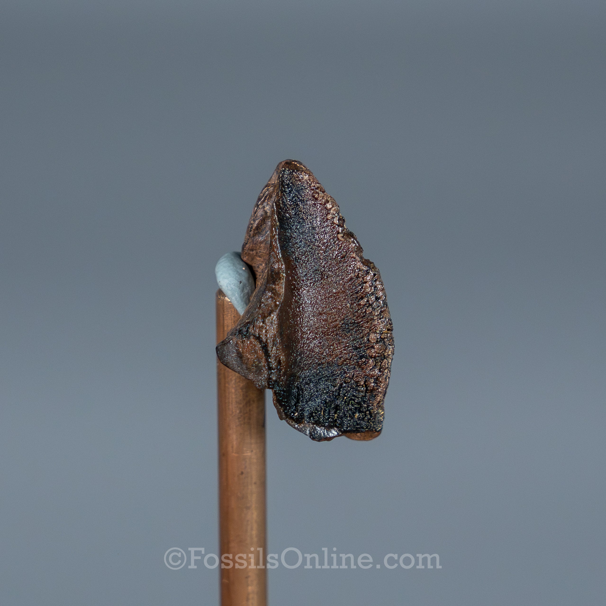 Triceratops Tooth