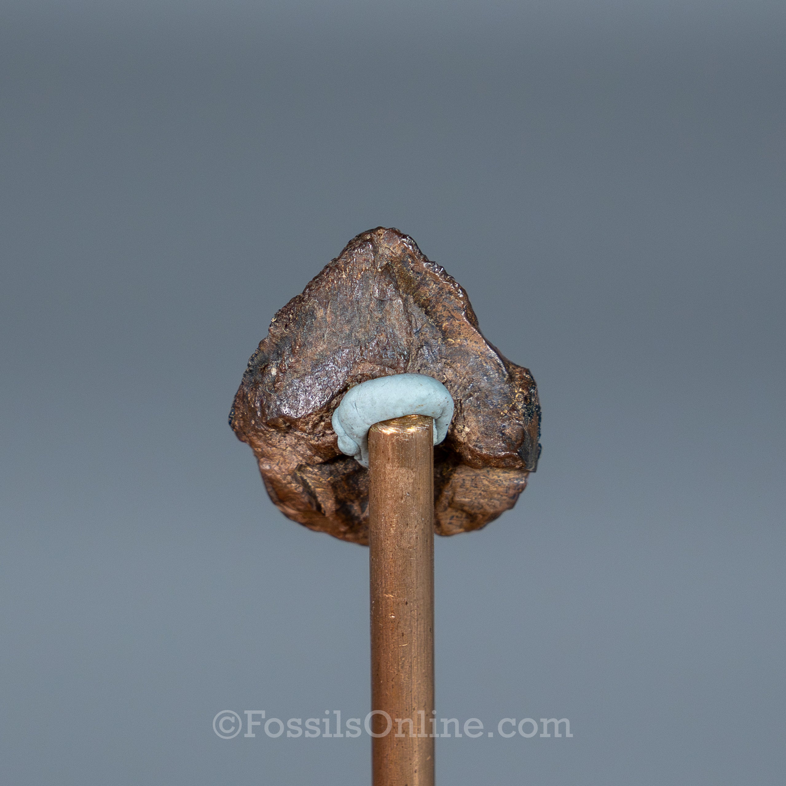 Triceratops Tooth