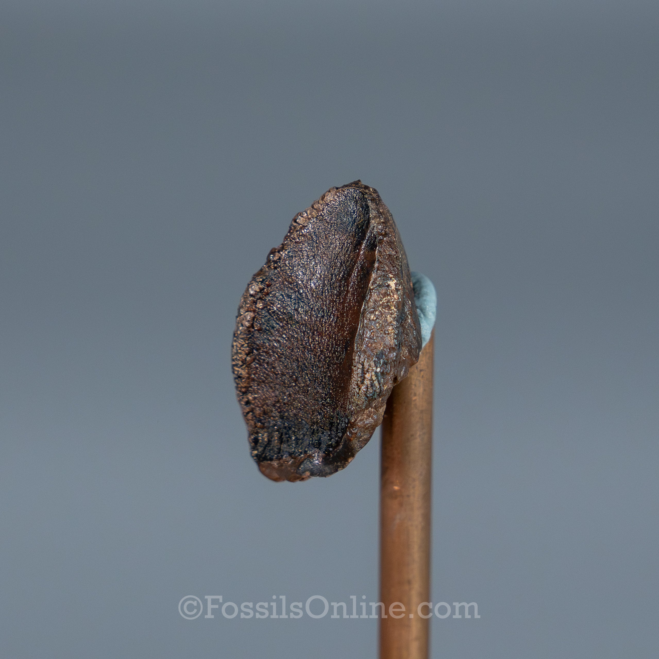 Triceratops Tooth