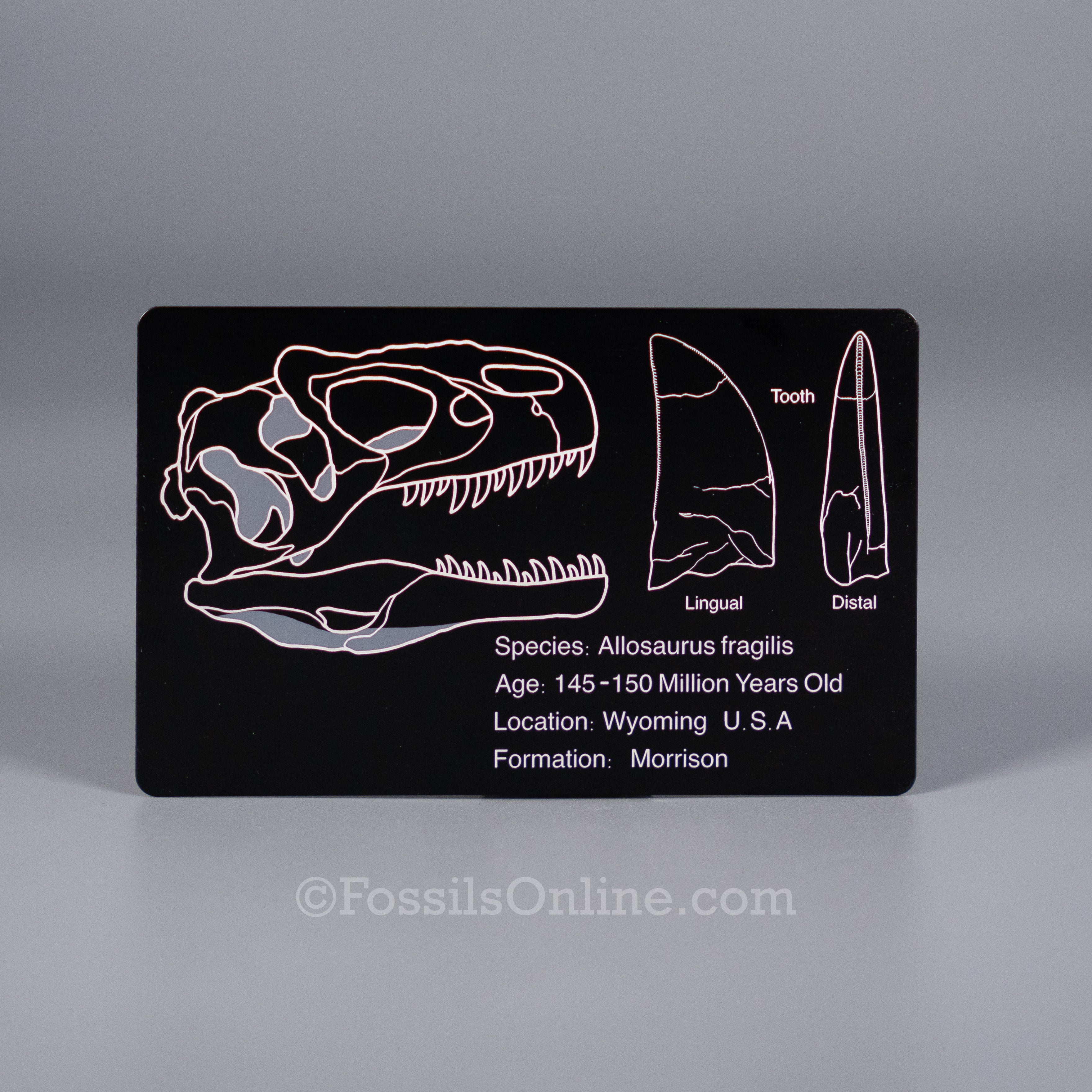 Allosaurus Fossil ID Card