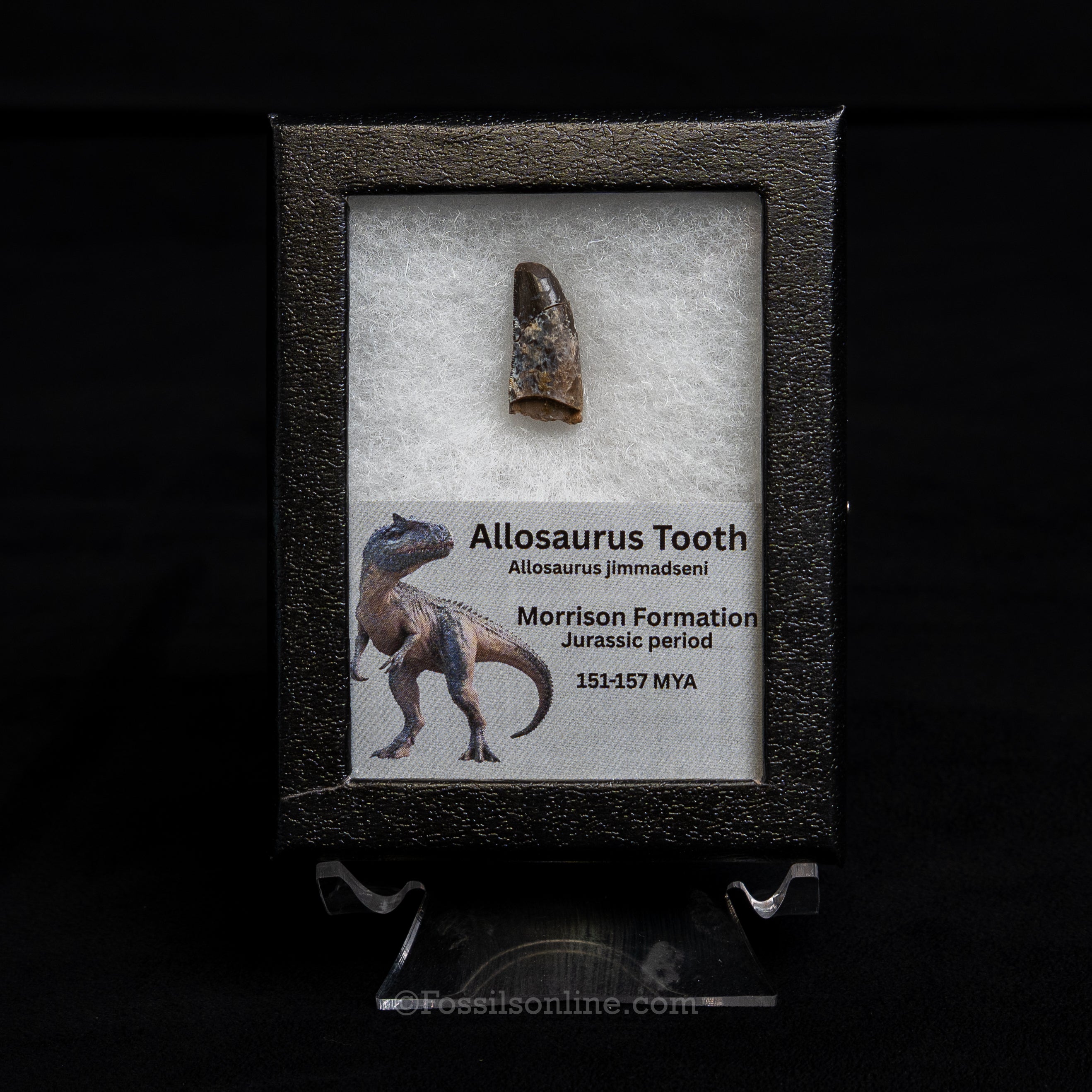Allosaurus Jurassic Dinosaur Tooth .98"