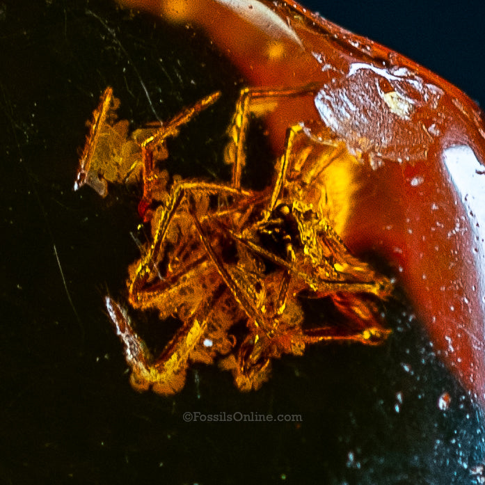Dinosaur Age Amber with a Spider (Family: Araneae)