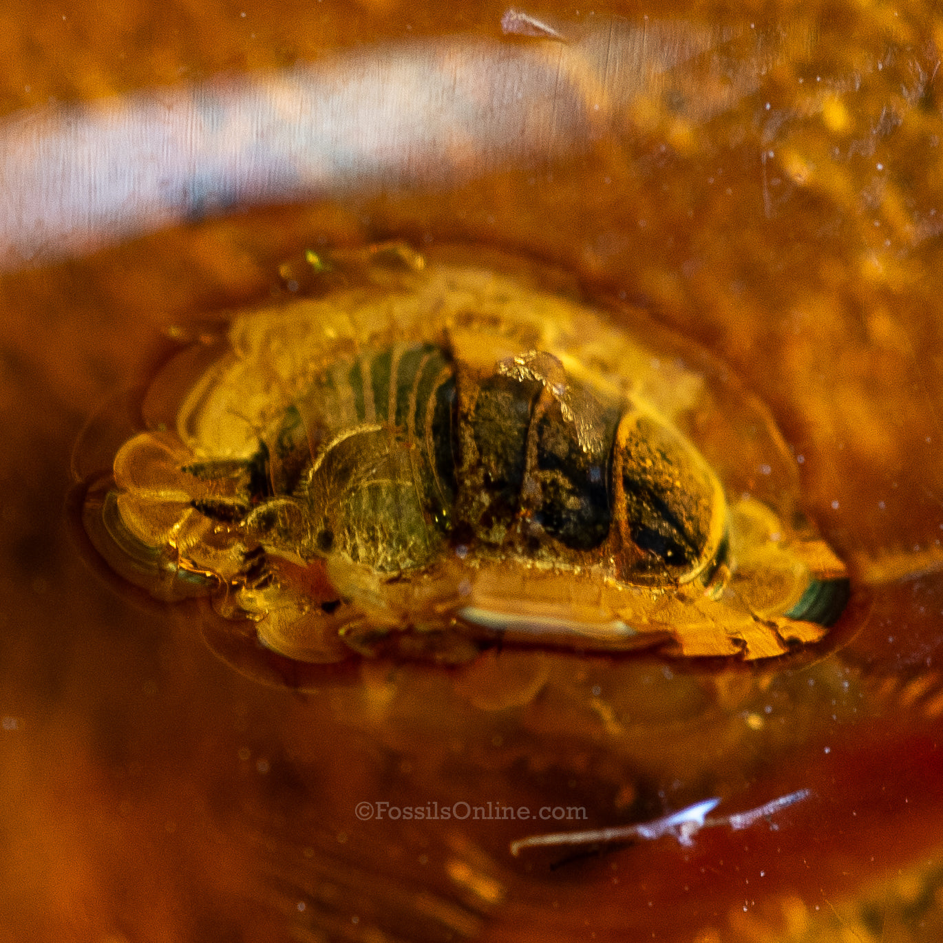 Dinosaur Age Amber with a Beetle (Order: Coleoptera)