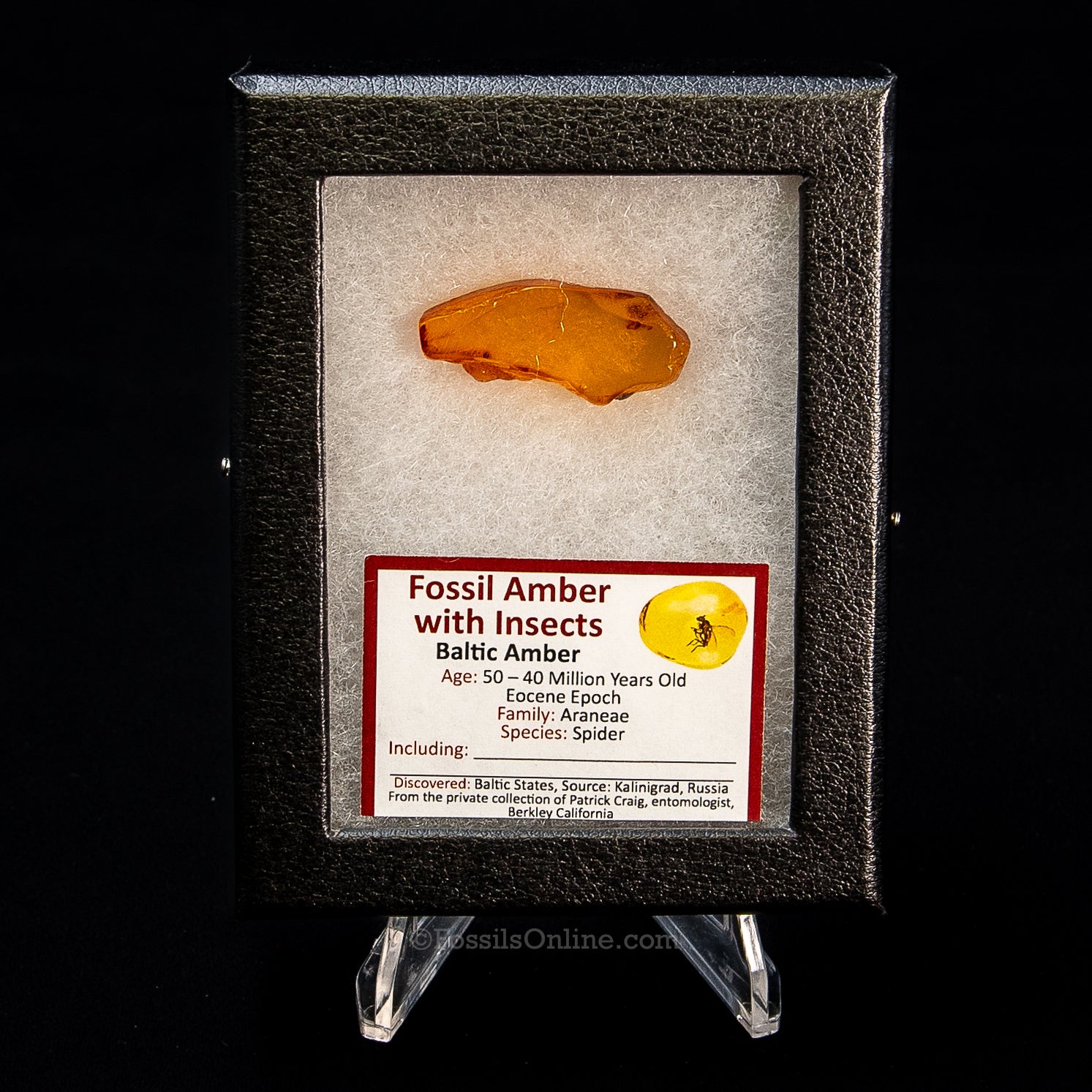Dinosaur Age Amber with a Spider (Family: Araneae)