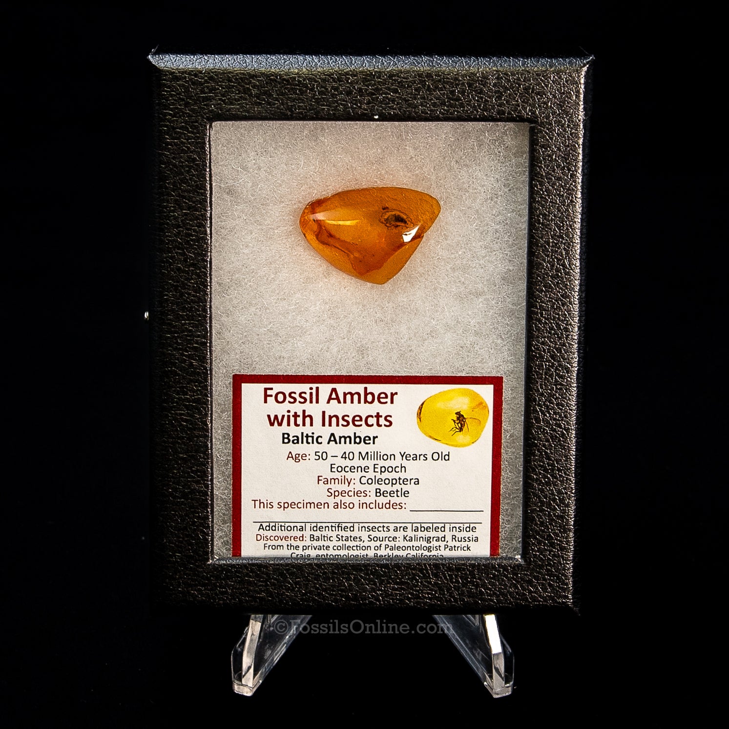 Dinosaur Age Amber with a Beetle (Order: Coleoptera)