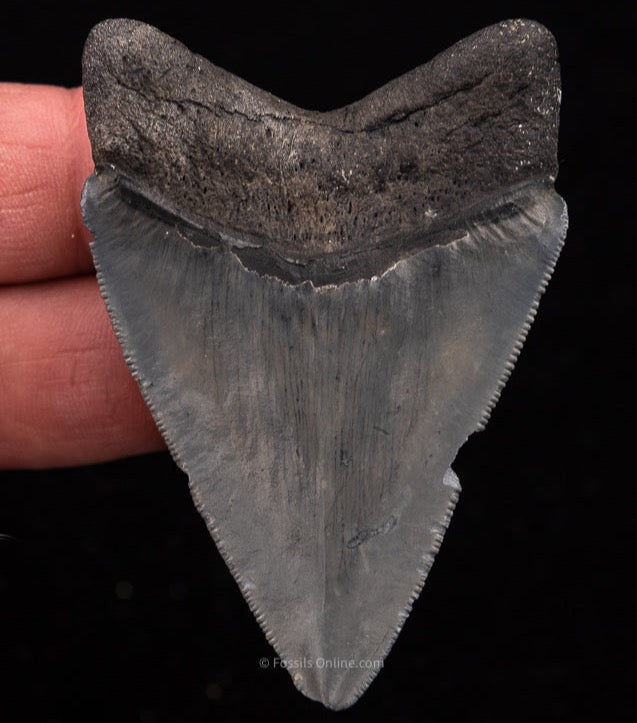 Venice Megalodon Shark Tooth
