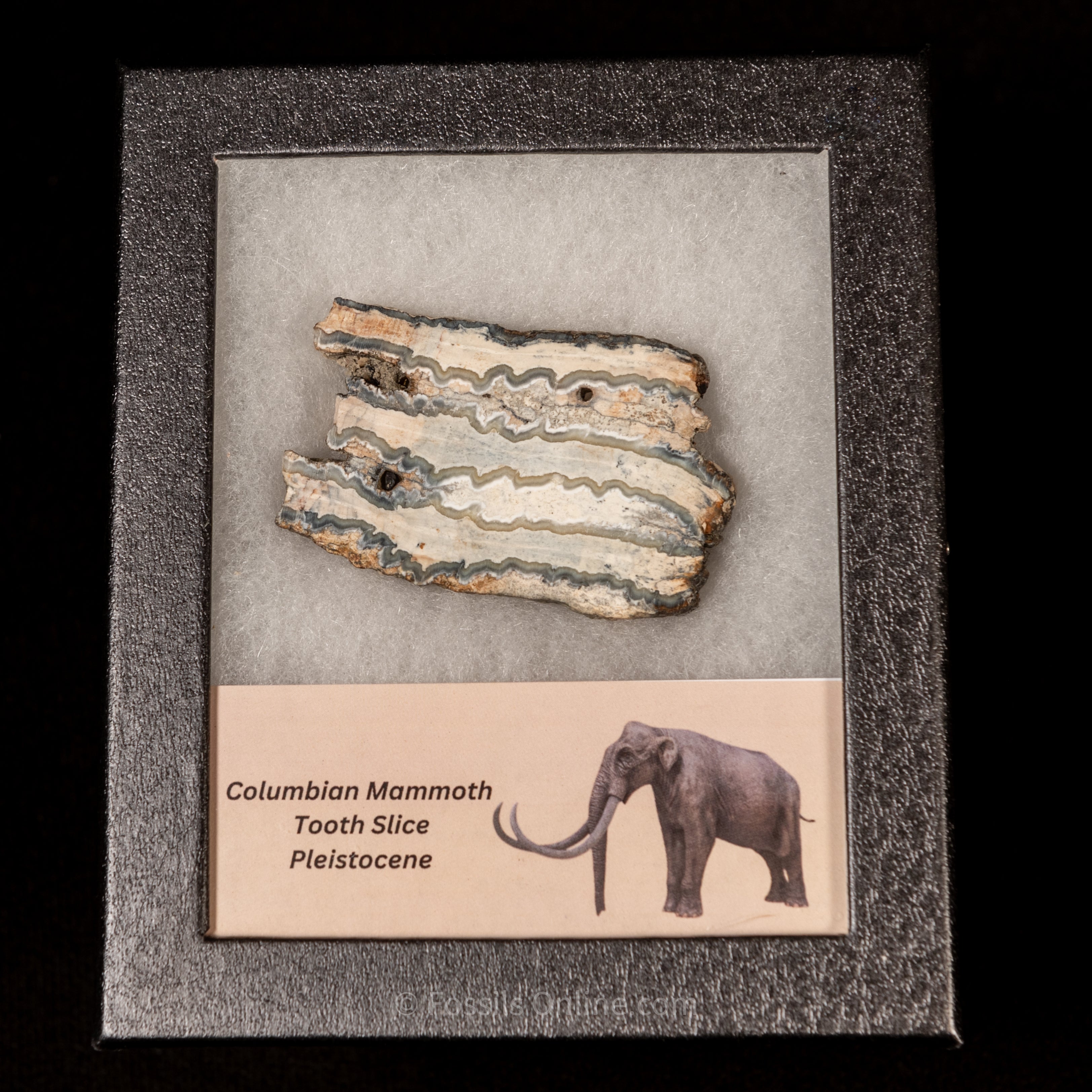 Columbian Mammoth Tooth Slice