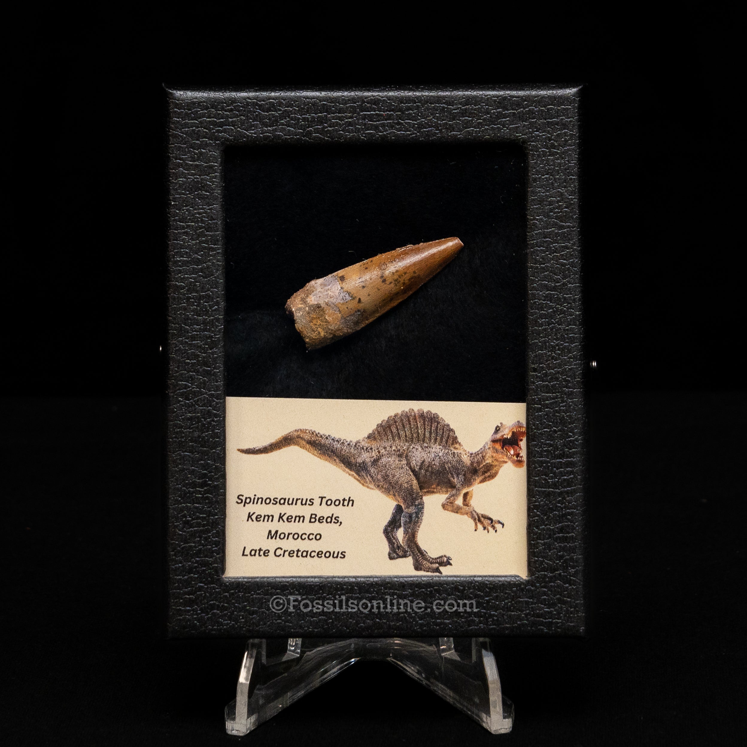 Choice Spinosaurus Dinosaur Tooth Sm Case
