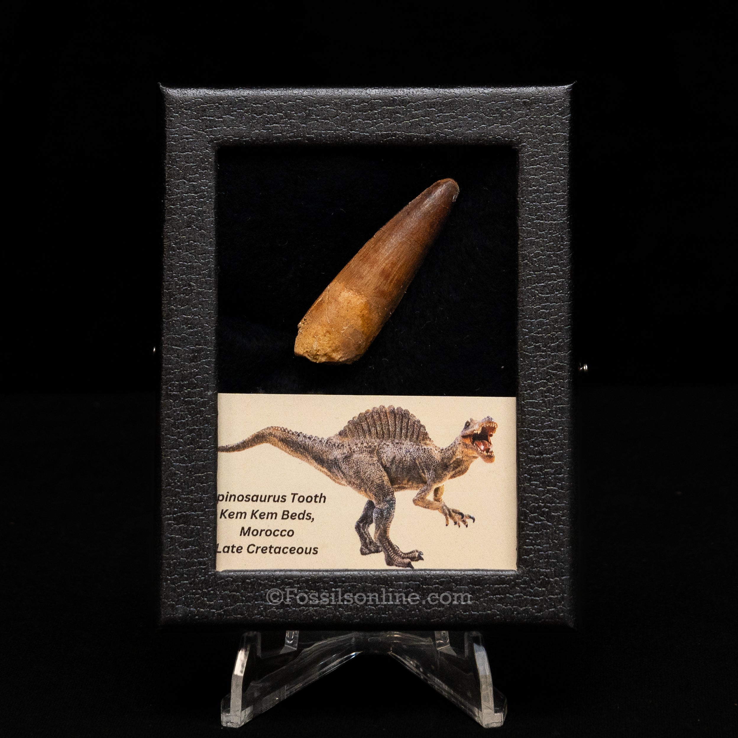 Choice Spinosaurus Dinosaur Tooth Sm Case