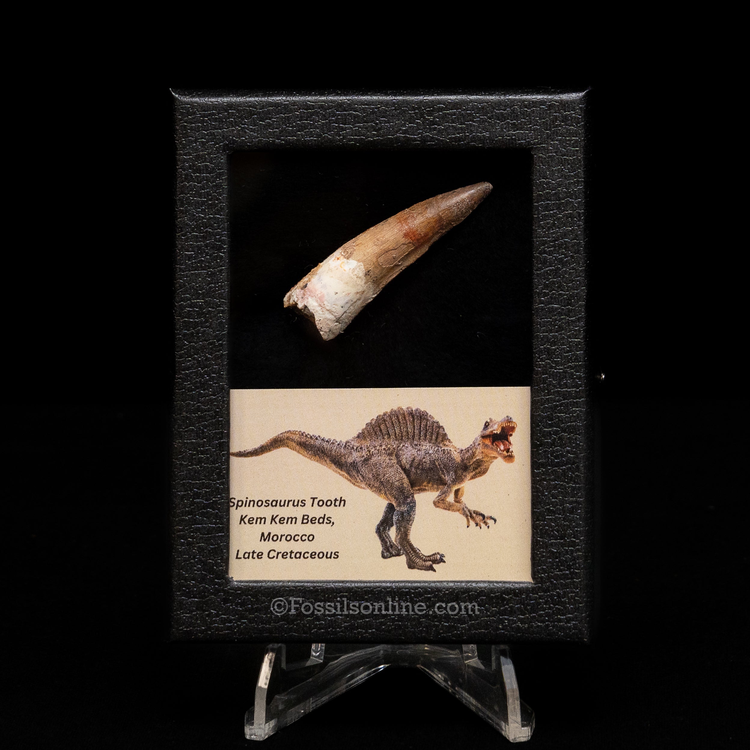 Choice Spinosaurus Dinosaur Tooth Sm Case
