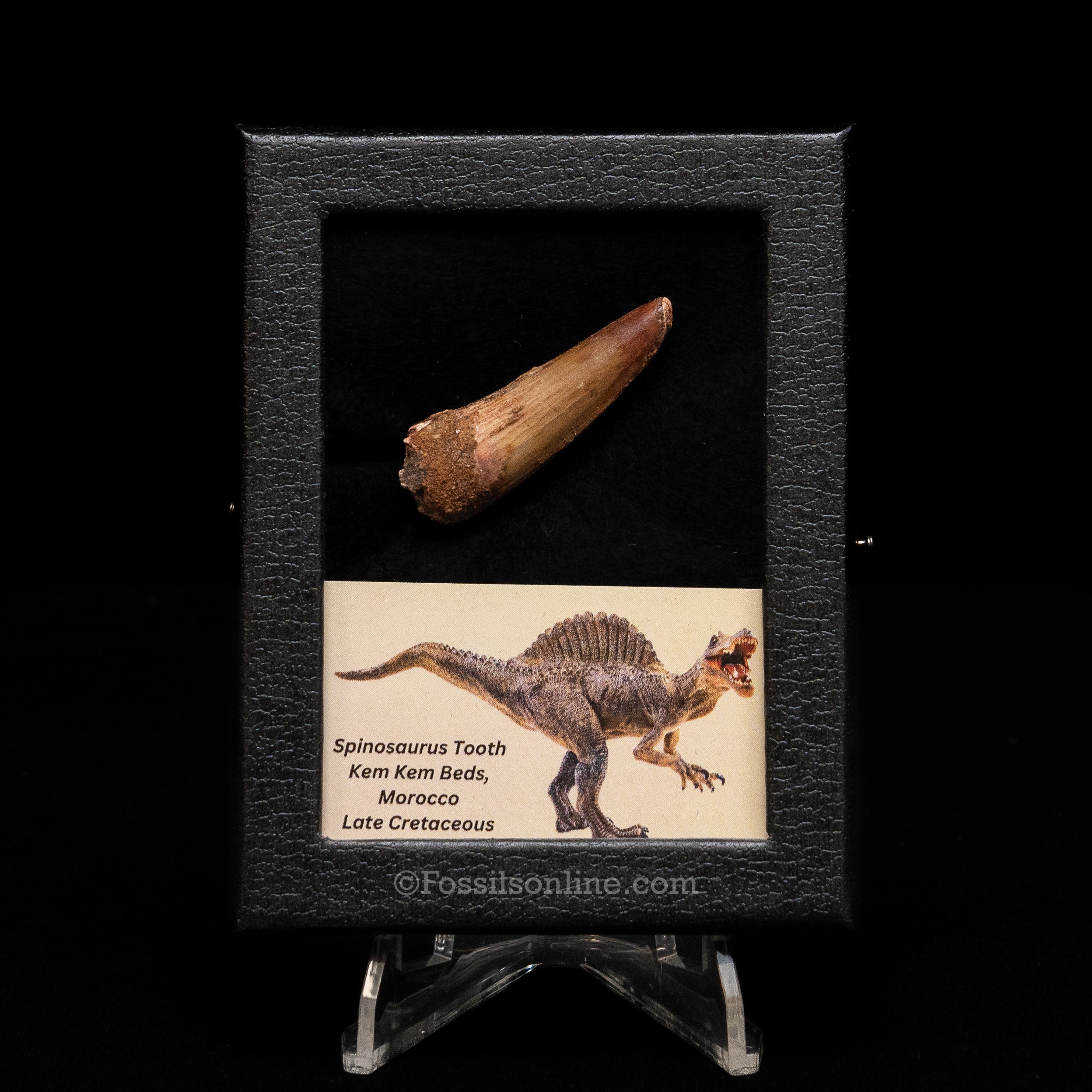 Choice Spinosaurus Dinosaur Tooth Sm Case