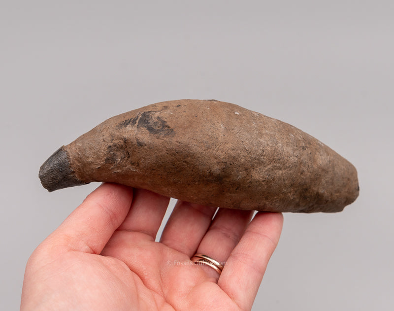 South Carolina River Fossil Whale Tooth  5.71"