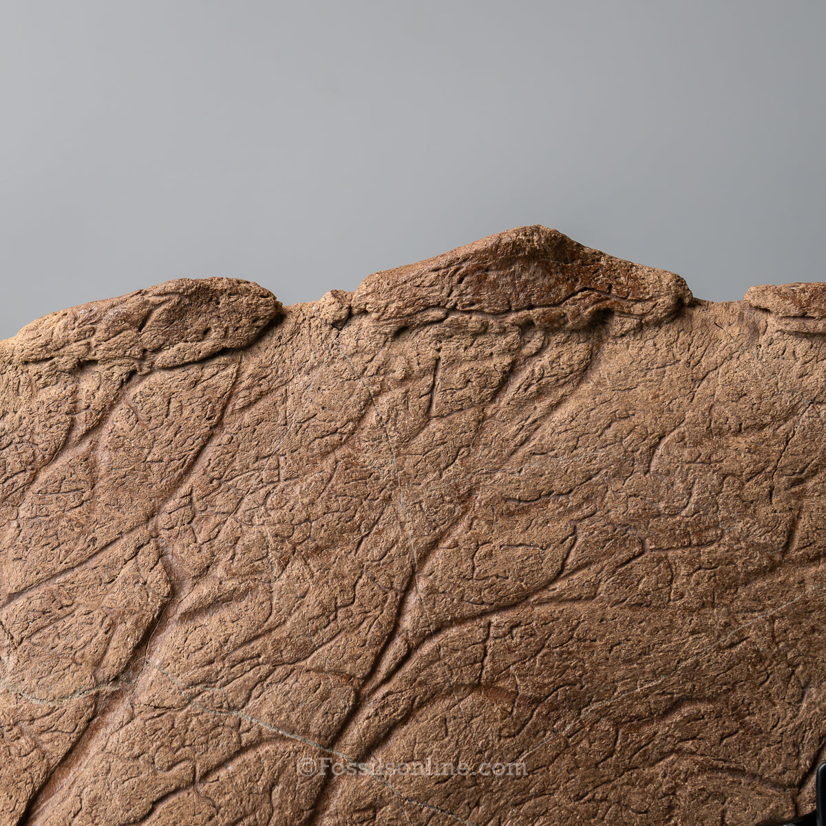 Triceratops Squamosal with Epoccipitals | Lance Formation, Wyoming