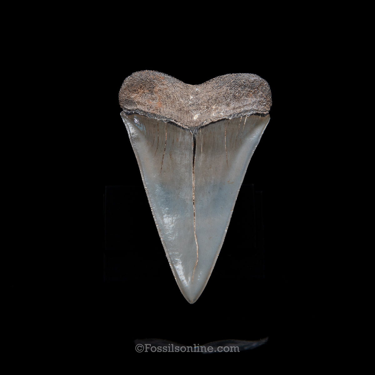 Genuine Prehistoric Fossil Tooth — Mako 2.58" GA