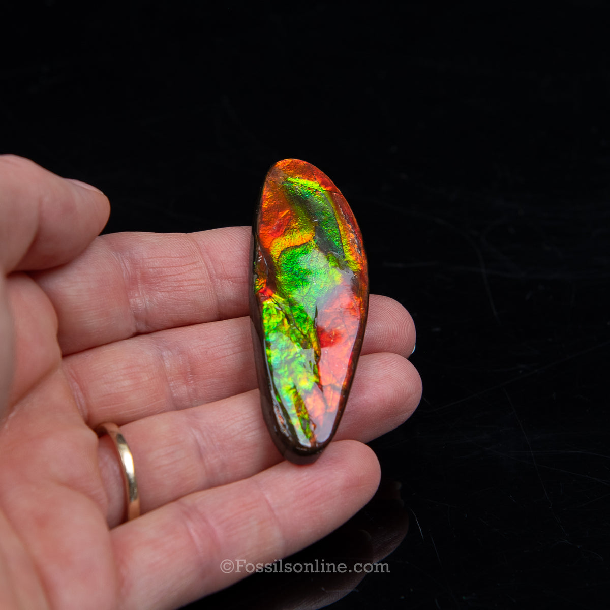 2.36" Ammolite