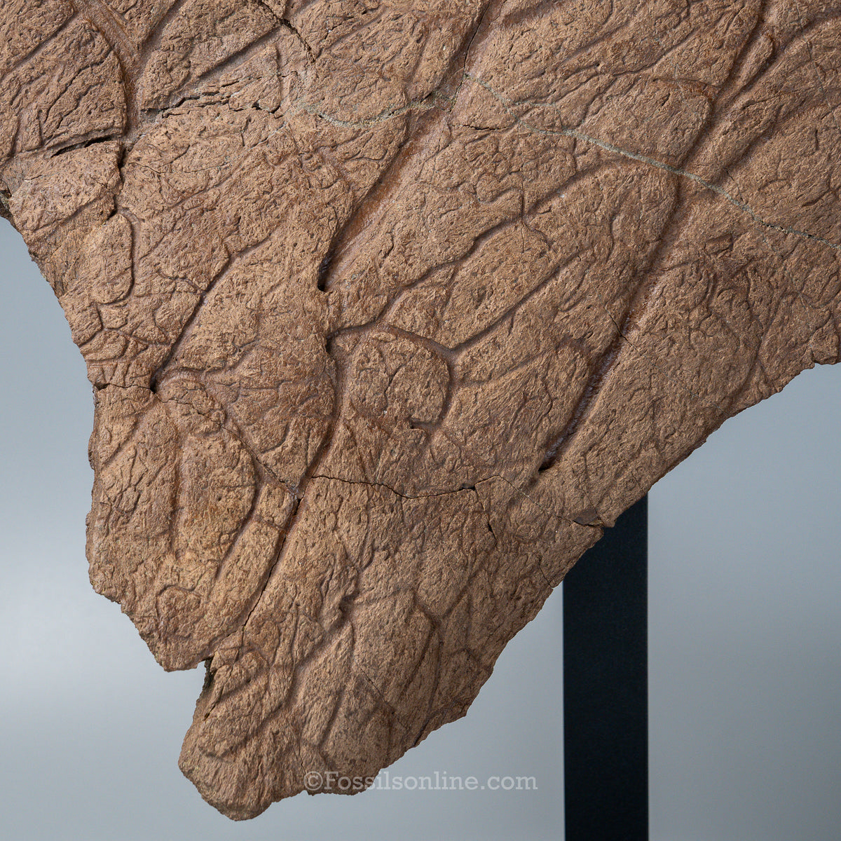 Triceratops Squamosal with Epoccipitals | Lance Formation, Wyoming