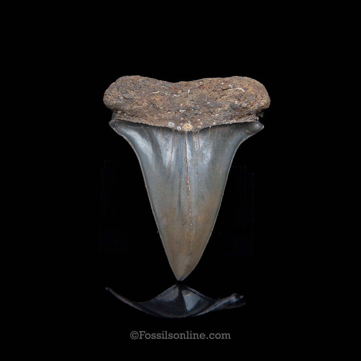 Genuine Prehistoric Fossil Tooth — Mako 2.51"GA