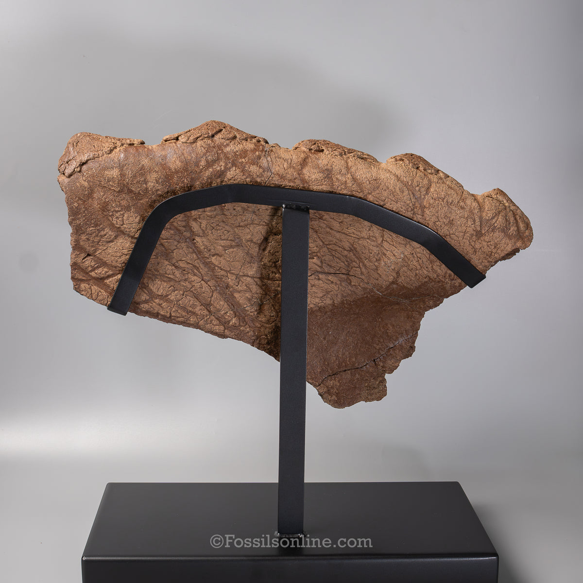 Triceratops Squamosal with Epoccipitals | Lance Formation, Wyoming