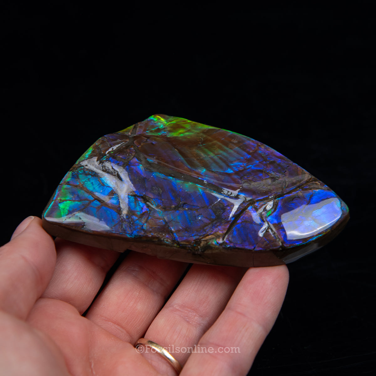 3.58" Ammolite