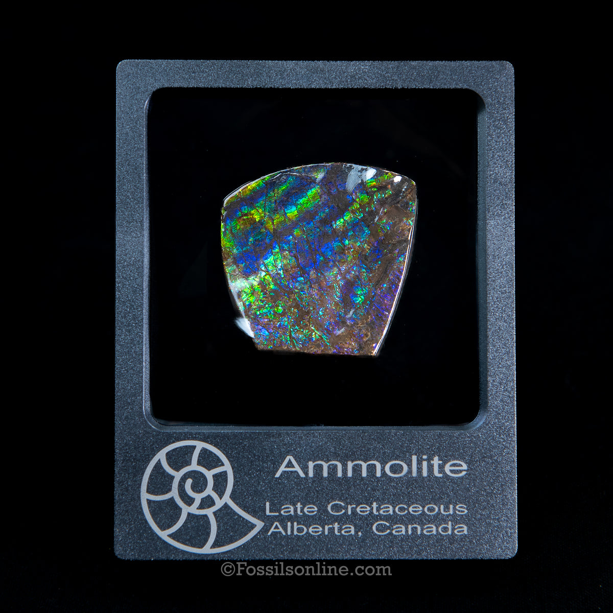1.75" Ammolite