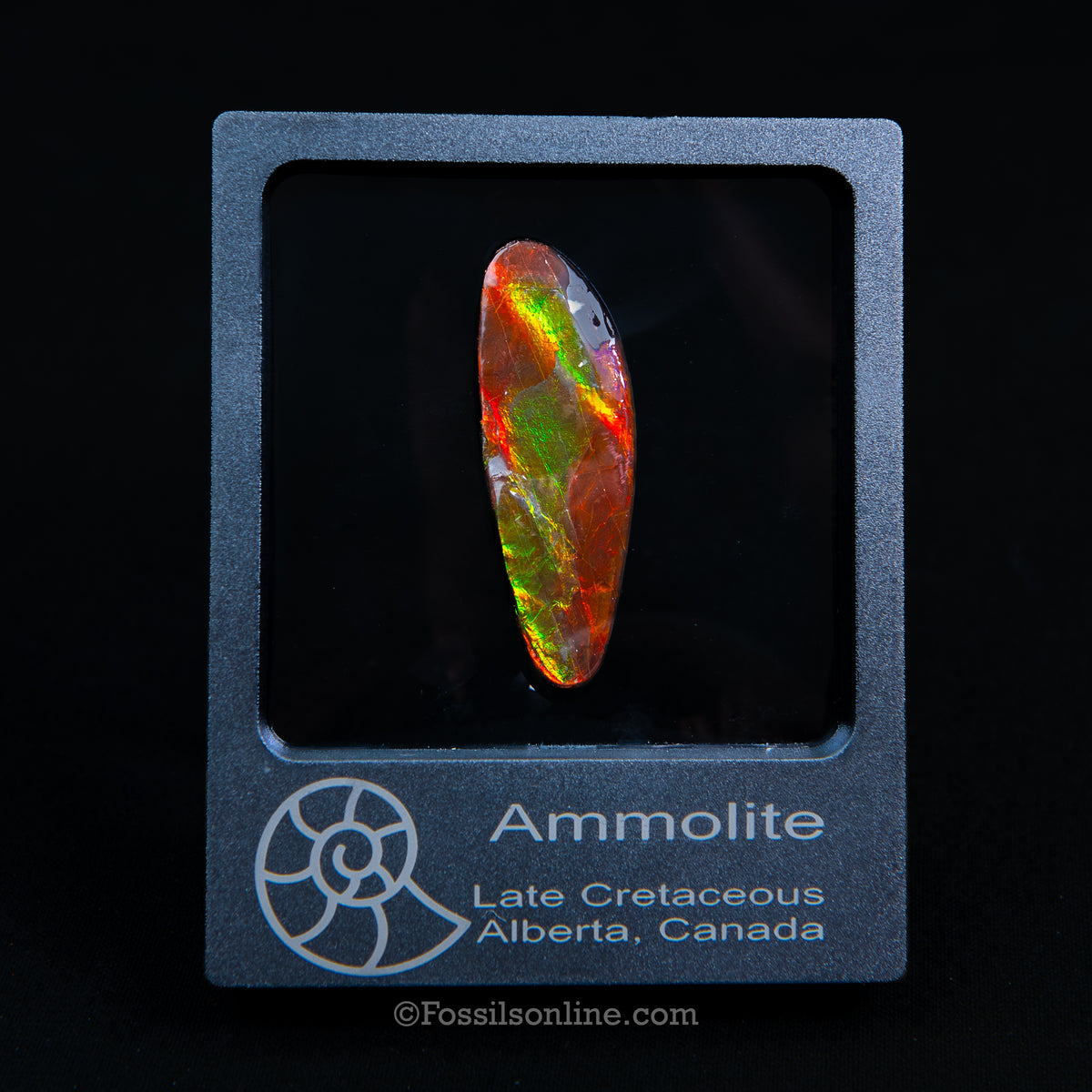 2.36" Ammolite