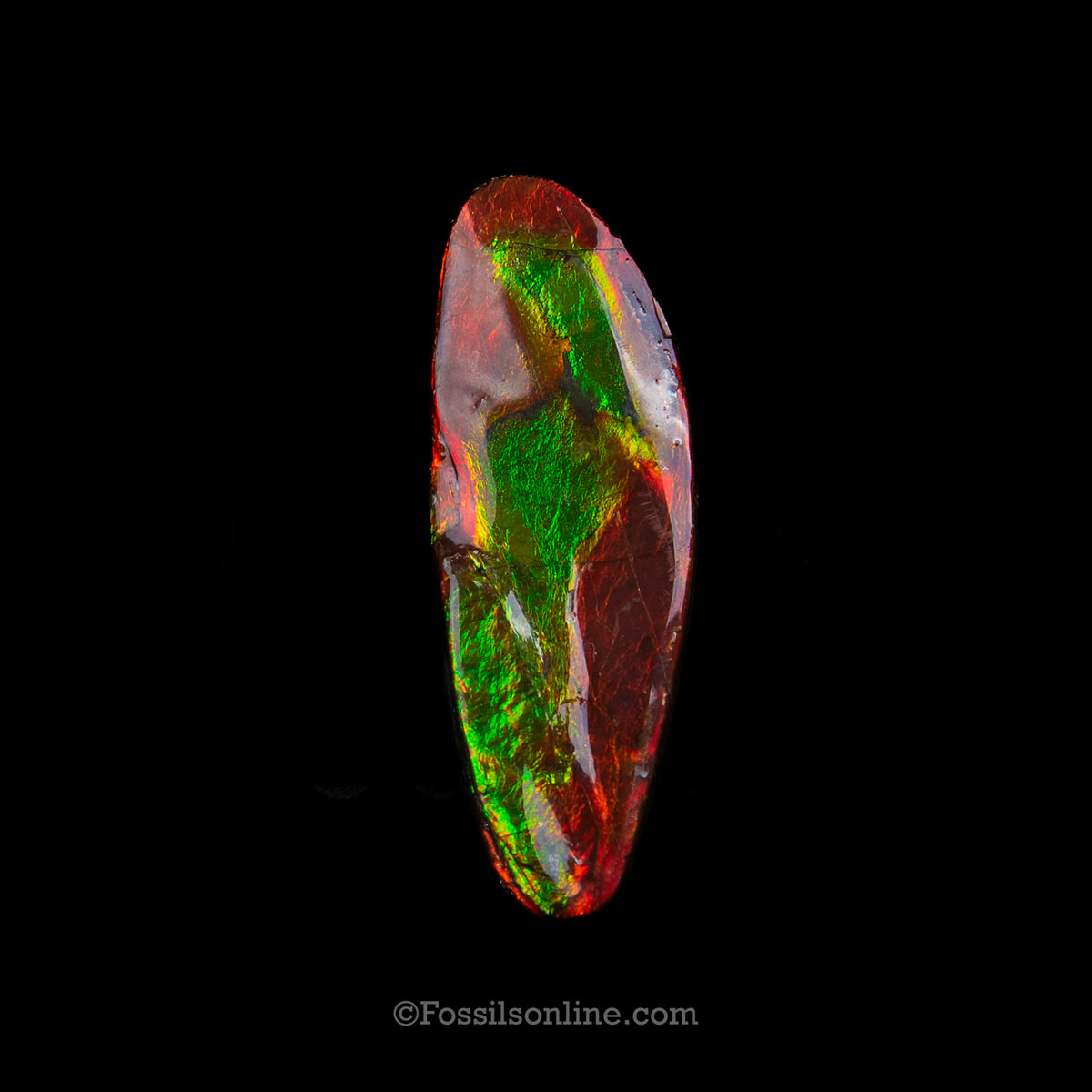 2.36" Ammolite
