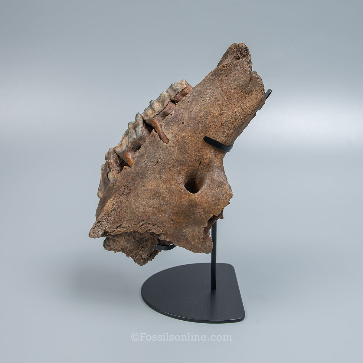 Woolly Rhino Maxilla from Siberia