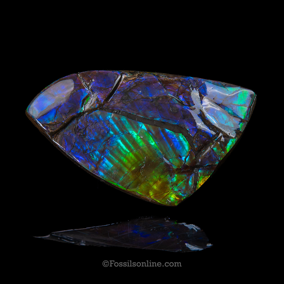 3.58" Ammolite