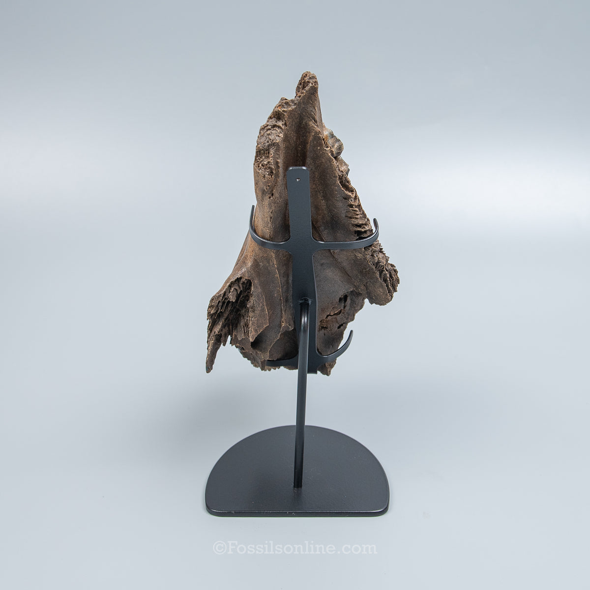 Woolly Rhino Maxilla from Siberia