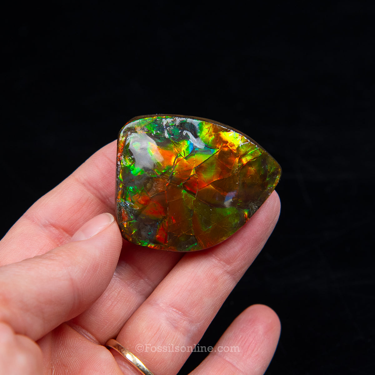 1.61" Ammolite