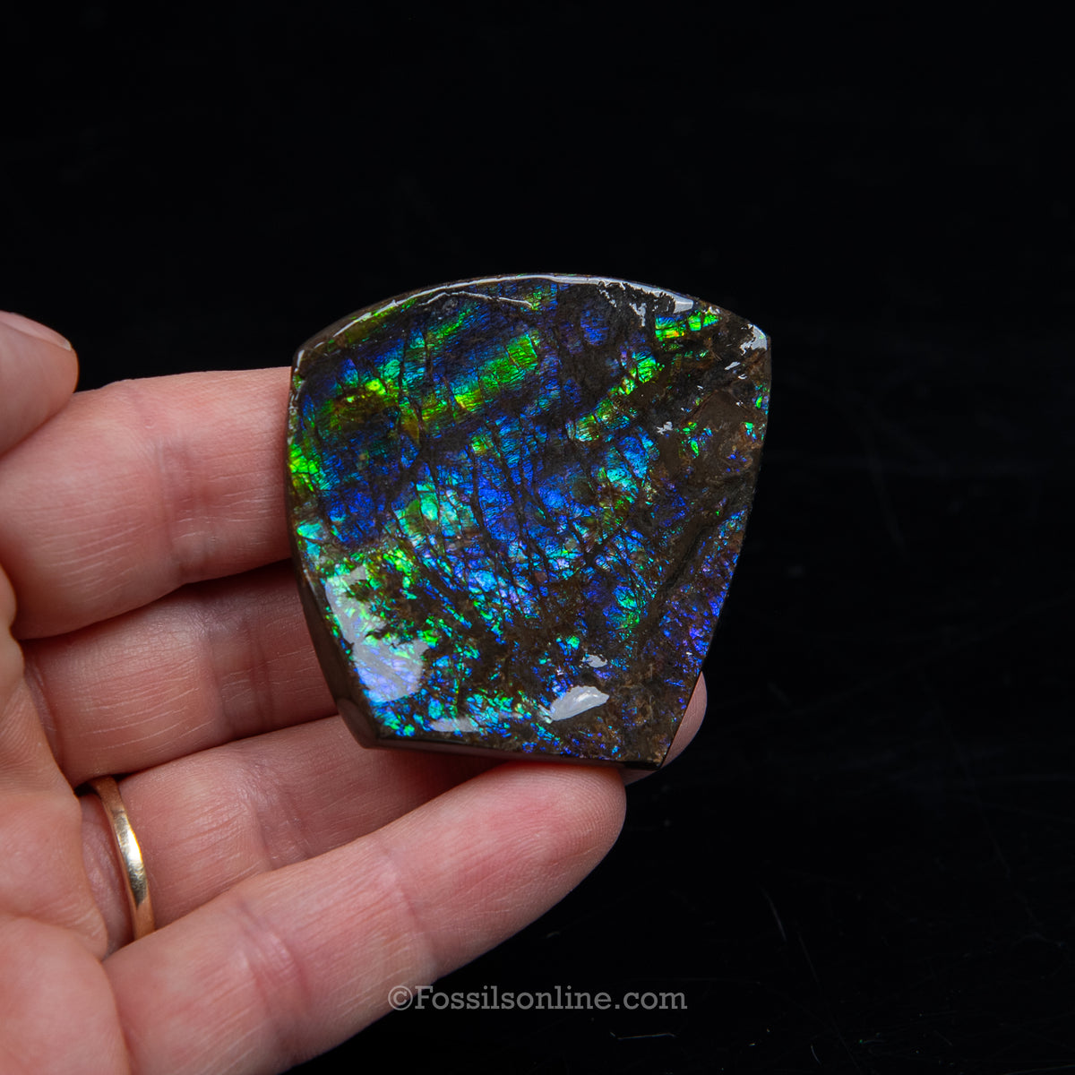 1.75" Ammolite