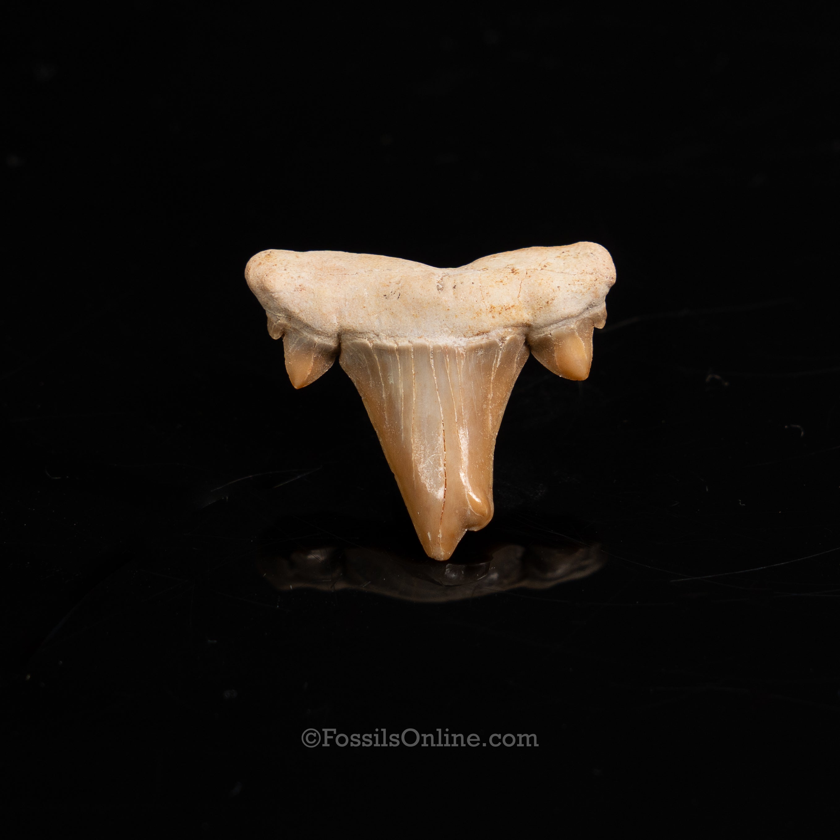 Pathological Otodus Tooth 1.12"