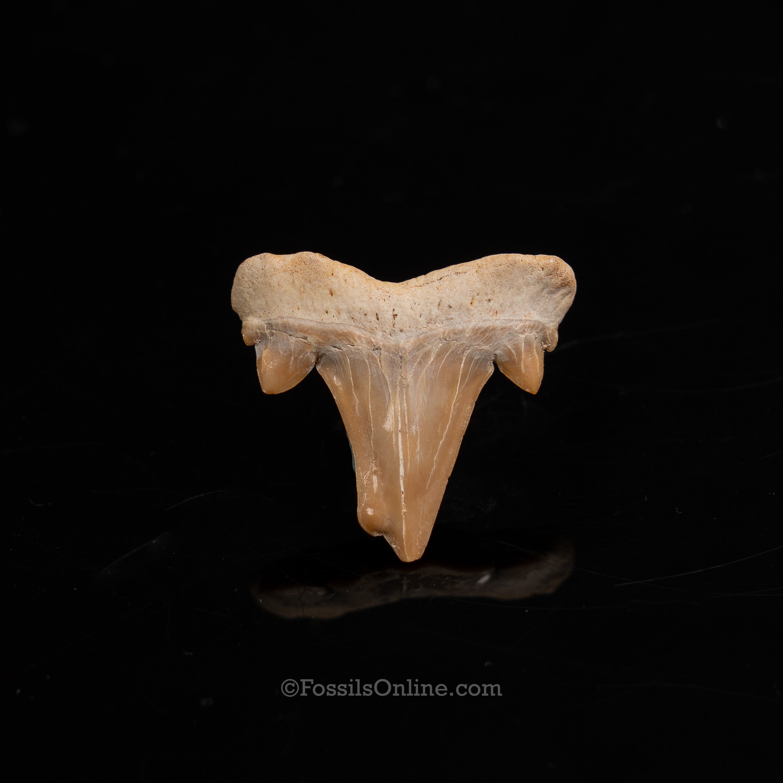 Pathological Otodus Tooth 1.12"